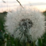 Beikost und Allergien