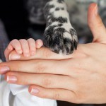 Allgemeine Regeln für harmonische Begegnungen zwischen Kleinkindern mit Hunden